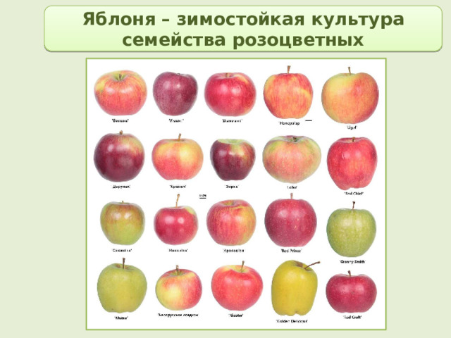 Яблоня – зимостойкая культура семейства розоцветных 
