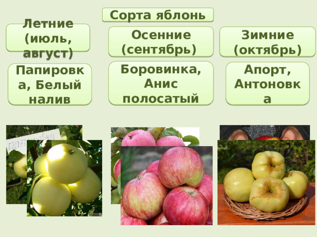 Сорта яблонь Летние (июль, август) Осенние (сентябрь) Зимние (октябрь) Боровинка, Анис полосатый Апорт, Антоновка Папировка, Белый налив 
