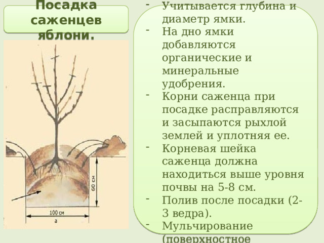 Правила посадки саженца: Учитывается глубина и диаметр ямки. На дно ямки добавляются органические и минеральные удобрения. Корни саженца при посадке расправляются и засыпаются рыхлой землей и уплотняя ее. Корневая шейка саженца должна находиться выше уровня почвы на 5-8 см. Полив после посадки (2-3 ведра). Мульчирование (поверхностное удобрение). Посадка саженцев яблони. 