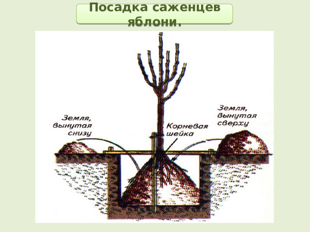 Посадка саженцев яблони. 