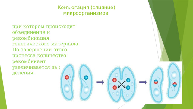  Конъюгация (слияние)  микроорганизмов   при котором происходит объединение и рекомбинация генетического материала. По завершении этого процесса количество рекомбинант увеличивается за счёт деления. 