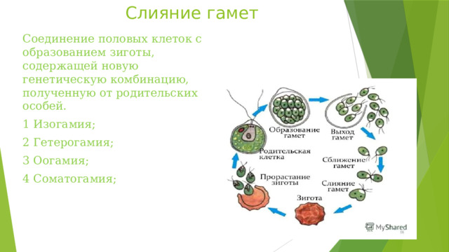 Слияние гамет Соединение половых клеток с образованием зиготы, содержащей новую генетическую комбинацию, полученную от родительских особей. 1 Изогамия; 2 Гетерогамия; 3 Оогамия; 4 Соматогамия; 