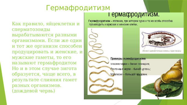 Гермафродитизм   Как правило, яйцеклетки и сперматозоиды вырабатываются разными организмами. Если же один и тот же организм способен продуцировать и женские, и мужские гаметы, то его называют гермафродитом Но и в этом случае зигота образуется, чаще всего, в результате слияния гамет разных организмов. (дождевой червь) 