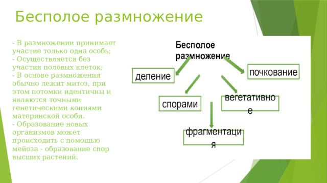 Бесполое размножение - В размножении принимает участие только одна особь; - Осуществляется без участия половых клеток; - В основе размножения обычно лежит митоз, при этом потомки идентичны и являются точными генетическими копиями материнской особи. - Образование новых организмов может происходить с помощью мейоза - образование спор высших растений. 
