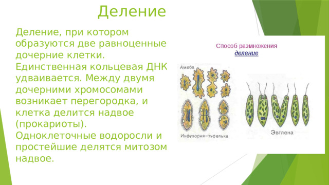 Деление Деление, при котором образуются две равноценные дочерние клетки. Единственная кольцевая ДНК удваивается. Между двумя дочерними хромосомами возникает перегородка, и клетка делится надвое (прокариоты). Одноклеточные водоросли и простейшие делятся митозом надвое. 