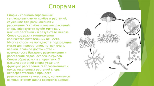 Спорами Споры – специализированные гаплоидные клетки грибов и растений, служащие для размножения и расселения. У грибов и низших растений споры образуются путём митоза, у высших растений – в результате мейоза. Спора содержит минимальное количество питательных веществ. Многие споры не попадают в подходящее место для прорастания, потери очень велики. Главное достоинство – возможность быстрого размножения и расселения видов, особенно грибов. Споры образуются в спорангиях. У высших растений споры утратили функцию расселения. У голосеменных и покрытосеменных растений споры непосредственно в процессе размножения не участвуют, но являются важным этапом цикла воспроизведения . 