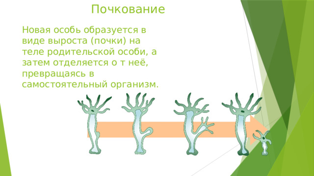 Почкование Новая особь образуется в виде выроста (почки) на теле родительской особи, а затем отделяется о т неё, превращаясь в самостоятельный организм. 