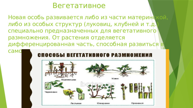 Вегетативное Новая особь развивается либо из части материнской, либо из особых структур (луковиц, клубней и т.д.) специально предназначенных для вегетативного размножения. От растения отделяется дифференцированная часть, способная развиться в самостоятельное растение . 
