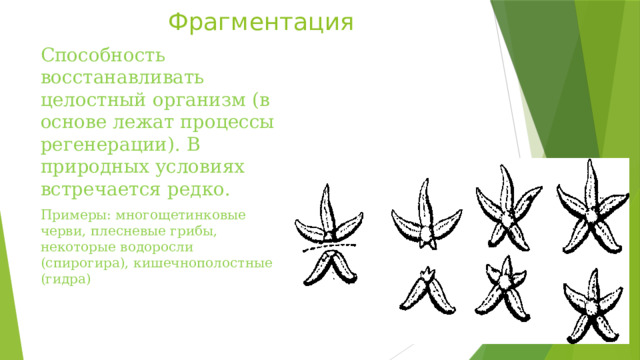 Фрагментация Способность восстанавливать целостный организм (в основе лежат процессы регенерации). В природных условиях встречается редко. Примеры: многощетинковые черви, плесневые грибы, некоторые водоросли (спирогира), кишечнополостные (гидра) 