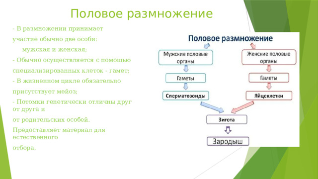 Половое размножение - В размножении принимает участие обычно две особи:  мужская и женская; - Обычно осуществляется с помощью специализированных клеток - гамет; - В жизненном цикле обязательно присутствует мейоз; - Потомки генетически отличны друг от друга и от родительских особей. Предоставляет материал для естественного отбора. 