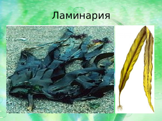 Ламинария 