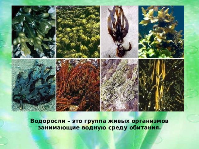 Водоросли – это группа живых организмов занимающие водную среду обитания. 