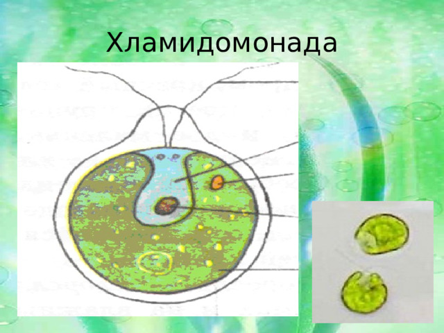 Хламидомонада 