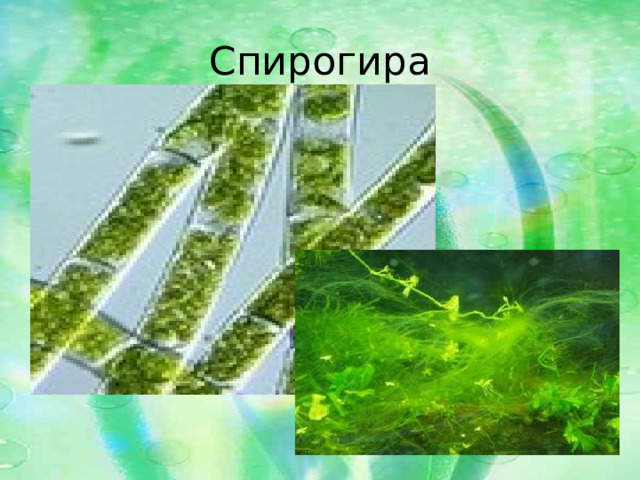 Спирогира  