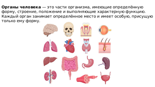 Органы человека  — это части организма, имеющие определённую форму, строение, положение и выполняющие характерную функцию. Каждый орган занимает определённое место и имеет особую, присущую только ему форму. 