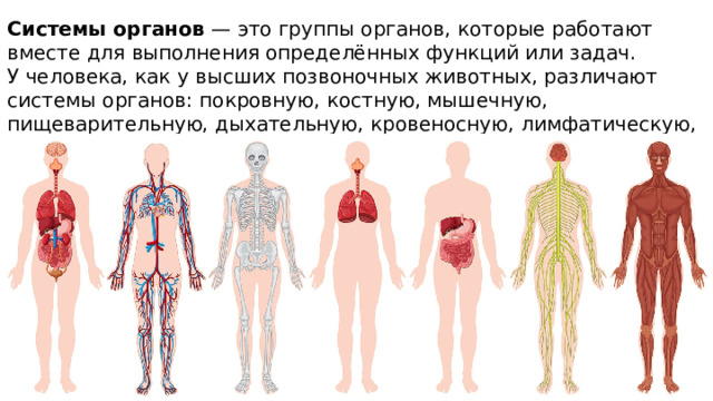 Системы органов  — это группы органов, которые работают вместе для выполнения определённых функций или задач.  У человека, как у высших позвоночных животных, различают системы органов: покровную, костную, мышечную, пищеварительную, дыхательную, кровеносную, лимфатическую, выделительную, половую, иммунную, эндокринную и нервную. 
