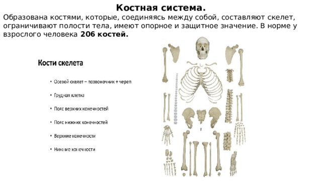 Костная система. Образована костями, которые, соединяясь между собой, составляют скелет, ограничивают полости тела, имеют опорное и защитное значение. В норме у взрослого человека  206 костей. 