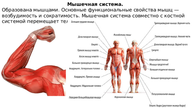 Мышечная система. Образована мышцами. Основные функциональные свойства мышц — возбудимость и сократимость. Мышечная система совместно с костной системой перемещает тело в пространстве. 