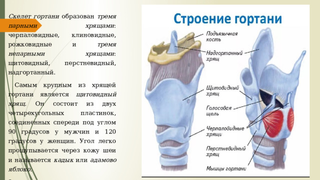 Скелет гортани образован тремя парными хрящами : черпаловидные, клиновидные, рожковидные и тремя непарными хрящами : щитовидный, перстневидный, надгортанный.  Самым крупным из хрящей гортани является щитовидный хрящ . Он состоит из двух четырехугольных пластинок, соединенных спереди под углом 90 градусов у мужчин и 120 градусов у женщин. Угол легко прощупывается через кожу шеи и называется кадык или адамово яблоко . Задние края пластинок хряща образуют с каждой стороны длинный верхний и короткий нижний рога. 