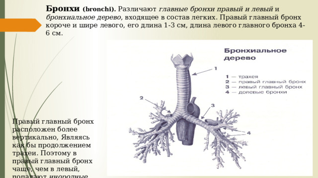 Бронхи (bronchi).  Различают главные бронхи правый и левый и бронхиальное дерево , входящее в состав легких. Правый главный бронх короче и шире левого, его длина 1-3 см, длина левого главного бронха 4-6 см. Правый главный бронх расположен более вертикально, Являясь как бы продолжением трахеи. Поэтому в правый главный бронх чаще, чем в левый, попадают инородные тела. 