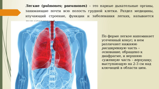 Легкие (pulmones; pneumones) – это парные дыхательные органы, занимающие почти всю полость грудной клетки. Раздел медицины, изучающий строение, функции и заболевания легких, называется пульмонологией. По форме легкое напоминает усеченный конус; в нем различают нижнюю расширенную часть – основание , обращено к диафрагме, и верхнюю суженную часть – верхушку , выступающую на 2-3 см над ключицей в области шеи. 