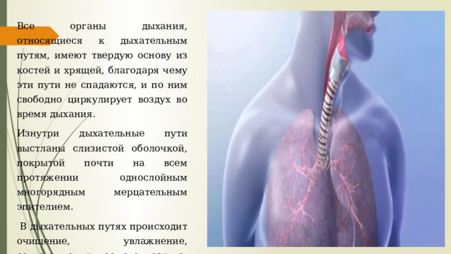 Все органы дыхания, относящиеся к дыхательным путям, имеют твердую основу из костей и хрящей, благодаря чему эти пути не спадаются, и по ним свободно циркулирует воздух во время дыхания. Изнутри дыхательные пути выстланы слизистой оболочкой, покрытой почти на всем протяжении однослойным многорядным мерцательным эпителием.  В дыхательных путях происходит очищение, увлажнение, согревание вдыхаемого воздуха, а также восприятие обонятельных, температурных и механических раздражителей. 