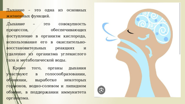 Дыхание – это одна из основных жизненных функций. Дыхание – это совокупность процессов, обеспечивающих поступление в организм кислорода, использование его в окислительно-восстановительных реакциях и удаление из организма углекислого газа и метаболической воды.  Кроме того, органы дыхания участвуют в голосообразовании, обонянии, выработке некоторых гормонов, водно-солевом и липидном обмене, в поддержании иммунитета организма . 