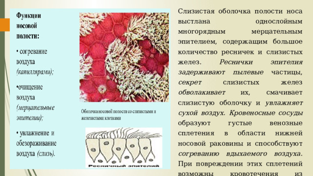 Слизистая оболочка полости носа выстлана однослойным многорядным мерцательным эпителием, содержащим большое количество ресничек и слизистых желез. Реснички эпителия задерживают пылевые частицы, секрет слизистых желез обволакивает их, смачивает слизистую оболочку и увлажняет сухой воздух . Кровеносные сосуды образуют густые венозные сплетения в области нижней носовой раковины и способствуют согреванию вдыхаемого воздуха . При повреждении этих сплетений возможны кровотечения из полости носа. В нижний носовой ход открывается отверстие носослезного протока. 