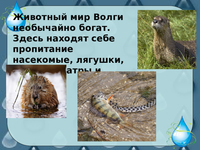 Животный мир Волги необычайно богат. Здесь находят себе пропитание насекомые, лягушки, змеи, ондатры и бобры. 
