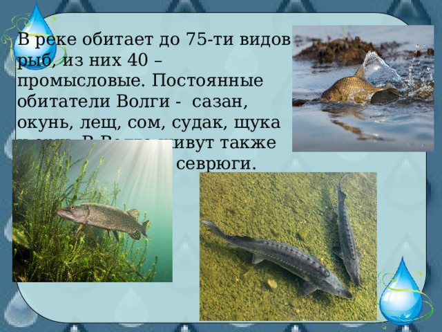 В реке обитает до 75-ти видов рыб, из них 40 – промысловые. Постоянные обитатели Волги - сазан, окунь, лещ, сом, судак, щука и ерш. В Волге живут также осетры, белуги и севрюги. 