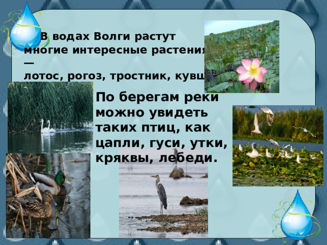  В водах Волги растут многие интересные растения —лотос, рогоз, тростник, кувшинка.  По берегам реки можно увидеть таких птиц, как цапли, гуси, утки, кряквы, лебеди. 
