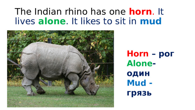 The Indian rhino has one  horn . It lives alone . It likes to sit in mud Horn – рог Alone - один Mud - грязь 