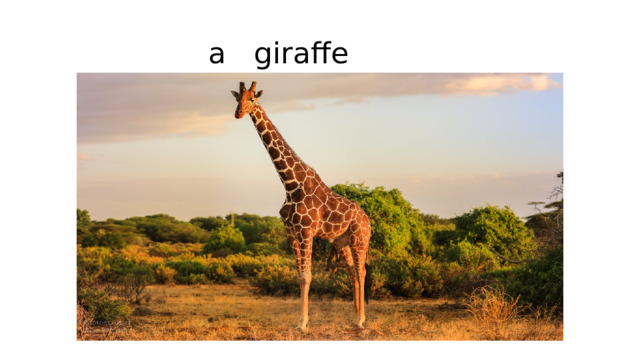 a giraffe 