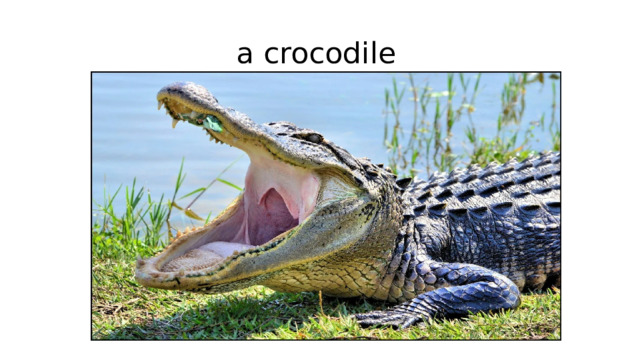  a crocodile 