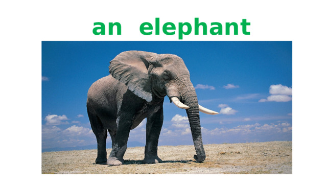  an elephant 