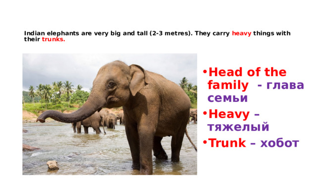 Indian elephants are very big and tall (2-3 metres). They carry heavy things with their trunks. Head of the family - глава семьи Heavy – тяжелый Trunk – хобот  