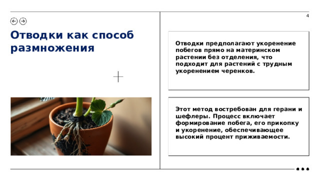 4 Отводки как способ размножения  Отводки предполагают укоренение побегов прямо на материнском растении без отделения, что подходит для растений с трудным укоренением черенков.  Этот метод востребован для герани и шефлеры. Процесс включает формирование побега, его прикопку и укоренение, обеспечивающее высокий процент приживаемости.   