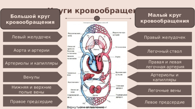 Круги кровообращения Малый круг кровообращения Большой круг кровообращения Левый желудочек Правый желудочек Аорта и артерии Легочный ствол Артериолы и капилляры Правая и левая легочная артерия Венулы Артериолы и капилляры Нижняя и верхние полые вены Легочные вены Правое предсердие Левое предсердие Вернуться к оглавлению 8 