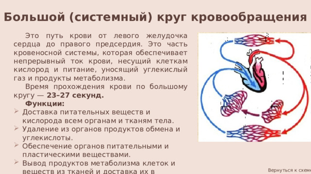 Большой (системный) круг кровообращения Это  путь крови от левого желудочка сердца до правого предсердия. Это часть кровеносной системы, которая обеспечивает непрерывный ток крови, несущий клеткам кислород и питание, уносящий углекислый газ и продукты метаболизма. Время прохождения крови по большому кругу —  23–27 секунд.  Функции: Доставка питательных веществ и кислорода всем органам и тканям тела. Удаление из органов продуктов обмена и углекислоты. Обеспечение органов питательными и пластическими веществами. Вывод продуктов метаболизма клеток и веществ из тканей и доставка их в выделительные органы. Вернуться к схеме 