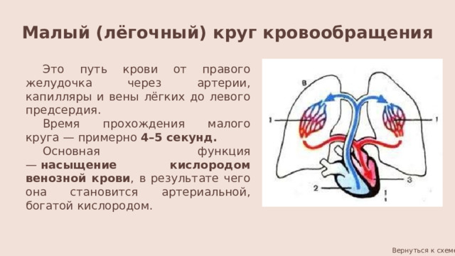 Малый (лёгочный) круг кровообращения Это  путь крови от правого желудочка через артерии, капилляры и вены лёгких до левого предсердия. Время прохождения малого круга — примерно 4–5 секунд. Основная функция —  насыщение кислородом венозной крови , в результате чего она становится артериальной, богатой кислородом. Вернуться к схеме 
