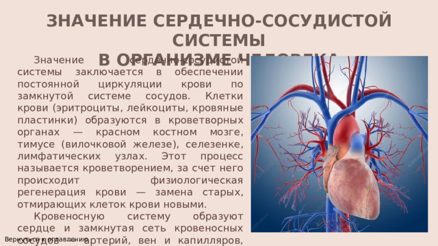 ЗНАЧЕНИЕ СЕРДЕЧНО-СОСУДИСТОЙ СИСТЕМЫ  В ОРГАНИЗМЕ ЧЕЛОВЕКА   Значение сердечно-сосудистой системы заключается в обеспечении постоянной циркуляции крови по замкнутой системе сосудов. Клетки крови (эритроциты, лейкоциты, кровяные пластинки) образуются в кроветворных органах — красном костном мозге, тимусе (вилочковой железе), селезенке, лимфатических узлах. Этот процесс называется кроветворением, за счет него происходит физиологическая регенерация крови — замена старых, отмирающих клеток крови новыми. Кровеносную систему образуют сердце и замкнутая сеть кровеносных сосудов — артерий, вен и капилляров, которые пронизывают все ткани и органы тела. Вернуться к оглавлению 