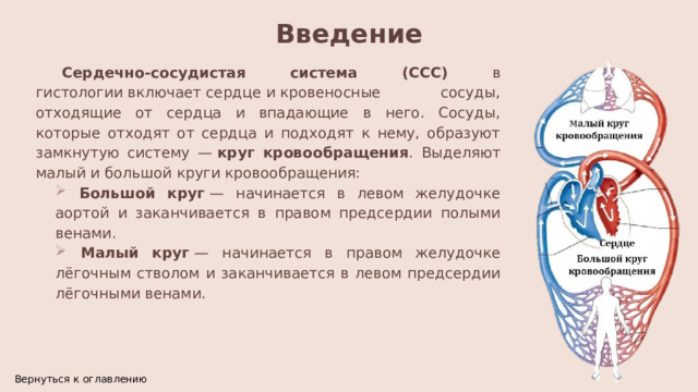 Введение Сердечно-сосудистая система (ССС) в гистологии включает сердце и кровеносные сосуды, отходящие от сердца и впадающие в него. Сосуды, которые отходят от сердца и подходят к нему, образуют замкнутую систему —  круг кровообращения . Выделяют малый и большой круги кровообращения:  Большой круг  — начинается в левом желудочке аортой и заканчивается в правом предсердии полыми венами.  Малый круг  — начинается в правом желудочке лёгочным стволом и заканчивается в левом предсердии лёгочными венами. Вернуться к оглавлению 