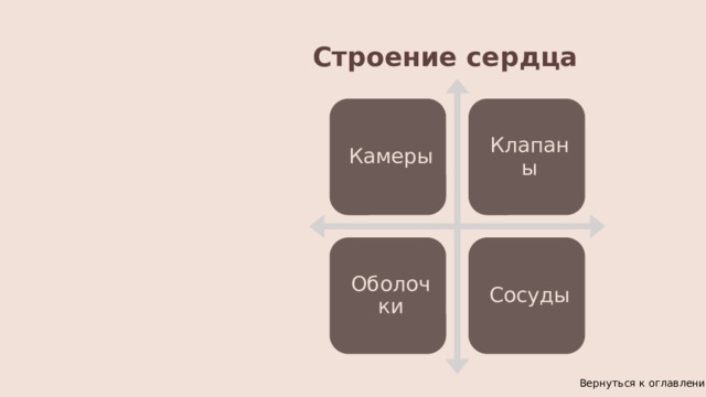 Строение сердца Камеры Клапаны Оболочки Сосуды Вернуться к оглавлению 
