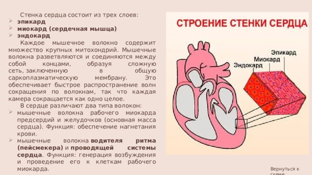 Стенка сердца состоит из трех слоев: эпикард   миокард   (сердечная мышца) эндокард   Каждое мышечное волокно содержит множество крупных митохондрий. Мышечные волокна разветвляются и соединяются между собой концами, образуя сложную сеть, заключенную в общую саркоплазматическую мембрану. Это обеспечивает быстрое распространение волн сокращения по волокнам, так что каждая камера сокращается как одно целое. В сердце различают два типа волокон: мышечные волокна рабочего миокарда предсердий и желудочков (основная масса сердца). Функция: обеспечение нагнетания крови. мышечные волокна  водителя ритма (пейсмекера)  и  проводящей системы сердца . Функция: генерация возбуждения и проведение его к клеткам рабочего миокарда. Вернуться к схеме 