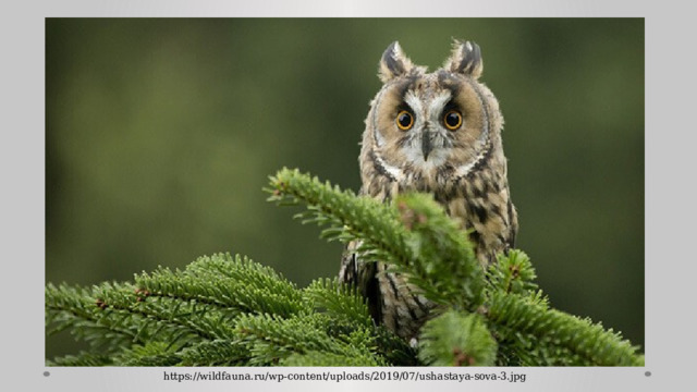 https://wildfauna.ru/wp-content/uploads/2019/07/ushastaya-sova-3.jpg 