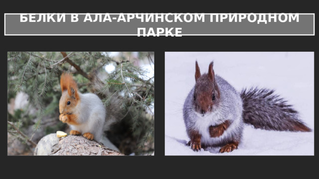 БЕЛКИ В АЛА-АРЧИНСКОМ ПРИРОДНОМ ПАРКЕ 