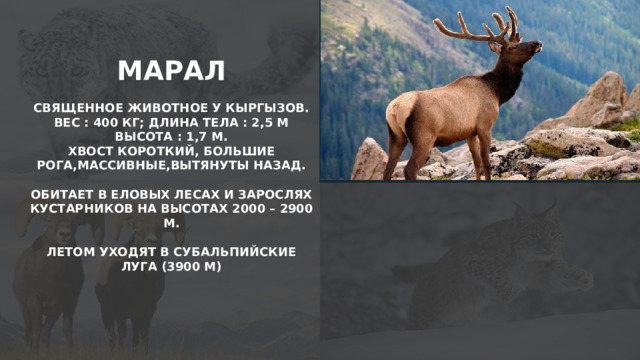 МАРАЛ  СВЯЩЕННОЕ ЖИВОТНОЕ У КЫРГЫЗОВ. ВЕС : 400 КГ; ДЛИНА ТЕЛА : 2,5 М ВЫСОТА : 1,7 М. ХВОСТ КОРОТКИЙ, БОЛЬШИЕ РОГА,МАССИВНЫЕ,ВЫТЯНУТЫ НАЗАД.  ОБИТАЕТ В ЕЛОВЫХ ЛЕСАХ И ЗАРОСЛЯХ КУСТАРНИКОВ НА ВЫСОТАХ 2000 – 2900 М.  ЛЕТОМ УХОДЯТ В СУБАЛЬПИЙСКИЕ ЛУГА (3900 М)  