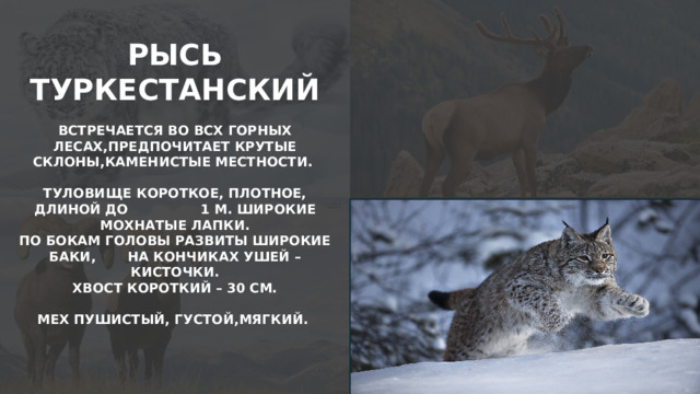 РЫСЬ ТУРКЕСТАНСКИЙ  ВСТРЕЧАЕТСЯ ВО ВСХ ГОРНЫХ ЛЕСАХ,ПРЕДПОЧИТАЕТ КРУТЫЕ СКЛОНЫ,КАМЕНИСТЫЕ МЕСТНОСТИ.  ТУЛОВИЩЕ КОРОТКОЕ, ПЛОТНОЕ, ДЛИНОЙ ДО 1 М. ШИРОКИЕ МОХНАТЫЕ ЛАПКИ. ПО БОКАМ ГОЛОВЫ РАЗВИТЫ ШИРОКИЕ БАКИ, НА КОНЧИКАХ УШЕЙ – КИСТОЧКИ. ХВОСТ КОРОТКИЙ – 30 СМ.  МЕХ ПУШИСТЫЙ, ГУСТОЙ,МЯГКИЙ.   