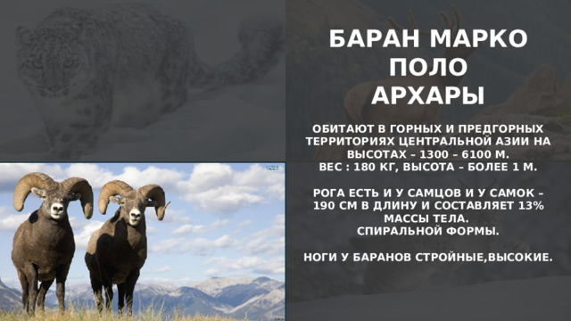 БАРАН МАРКО ПОЛО АРХАРЫ  ОБИТАЮТ В ГОРНЫХ И ПРЕДГОРНЫХ ТЕРРИТОРИЯХ ЦЕНТРАЛЬНОЙ АЗИИ НА ВЫСОТАХ – 1300 – 6100 М. ВЕС : 180 КГ, ВЫСОТА – БОЛЕЕ 1 М.  РОГА ЕСТЬ И У САМЦОВ И У САМОК – 190 СМ В ДЛИНУ И СОСТАВЛЯЕТ 13% МАССЫ ТЕЛА. СПИРАЛЬНОЙ ФОРМЫ.  НОГИ У БАРАНОВ СТРОЙНЫЕ,ВЫСОКИЕ.    