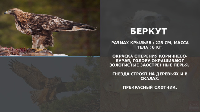 БЕРКУТ  РАЗМАХ КРЫЛЬЕВ : 225 СМ, МАССА ТЕЛА : 6 КГ.  ОКРАСКА ОПЕРЕНИЯ КОРИЧНЕВО-БУРАЯ, ГОЛОВУ ОКРАШИВАЮТ ЗОЛОТИСТЫЕ ЗАОСТРЕННЫЕ ПЕРЬЯ.  ГНЕЗДА СТРОЯТ НА ДЕРЕВЬЯХ И В СКАЛАХ.  ПРЕКРАСНЫЙ ОХОТНИК.  